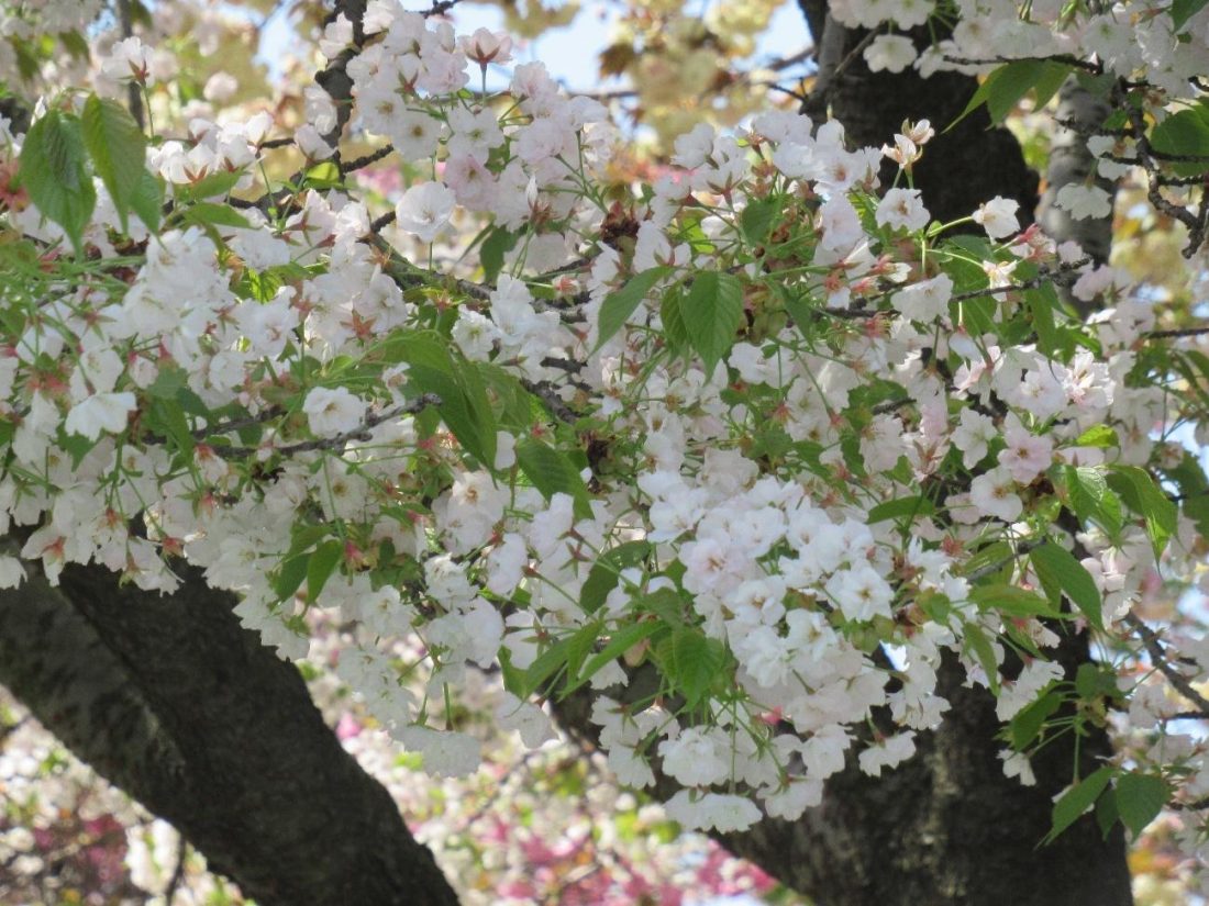 Japan Mint: A Flowering Garden of Coins