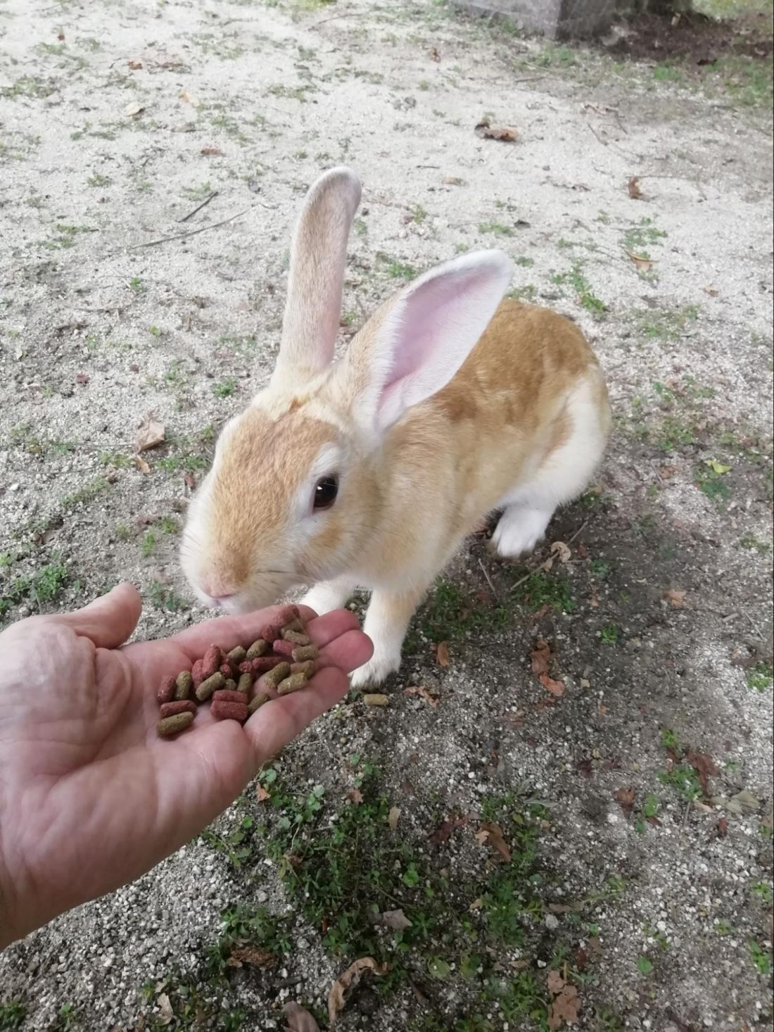 RABBIT ISLAND – Combining Rabbits And History, But Mostly Rabbits